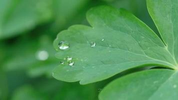 hoja de aquilegia con gotas de agua macro video