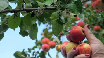uma mão está colhendo uma maçã vermelha de uma árvore, close-up video