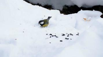 mésange mange des graines de tournesol sur la neige en hiver video