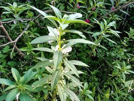 Green plants of nature Because green plants are healthy photo