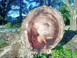 big tree wood cut from nature photo