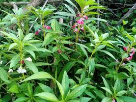 plantas verdes de la naturaleza porque las plantas verdes son saludables foto