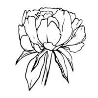 dibujo de una línea de flores. estilo minimalista floral. símbolo de la naturaleza. impresión botánica. arte de línea continua. estampado de flores. dibujo botánico minimalista. pasos vectoriales 10. vector