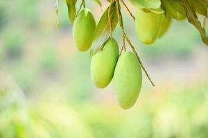 mango crudo colgado en el árbol con fondo de hoja en el huerto del jardín de frutas de verano - árbol de mango verde foto