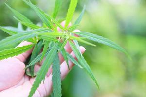 Recogida manual de hojas de cáñamo para extraer atención médica - hoja de marihuana árbol de plantas de cannabis que crece en el fondo de la naturaleza foto