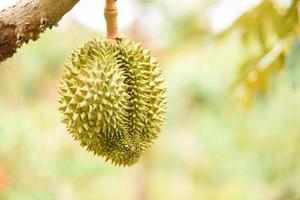 Fresh durian fruit hanging on the  durian tree in the garden orchard tropical summer fruit waiting for the harvest nature farm on the mountain - Durian in Thailand photo