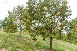 Durian tree with durian fruit hanging on the tree branch in the garden orchard tropical summer fruit waiting for the harvest nature farm on the mountain - Durian in Thailand photo