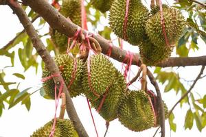 Fresh durian fruit hanging on the  durian tree in the garden orchard tropical summer fruit waiting for the harvest nature farm on the mountain - Durian in Thailand photo