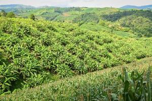 Banana garden tree view on top - banana plantation in the mountain agriculture Asia in Thailand photo