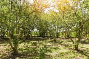 árbol de tamarindo en el jardín huerto de frutas tropicales foto