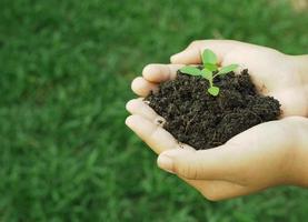 Human hand holds the small tree growing in the soil photo