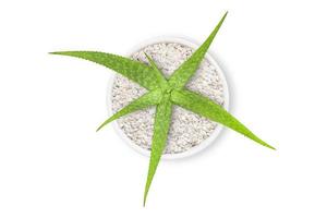 aloe vera in a white pot isolated on white background and clipping path photo
