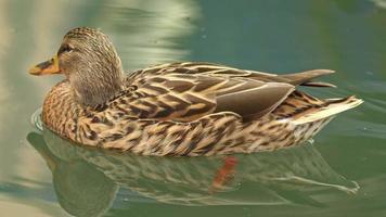 bunte weibliche ente, die im see schwimmt video