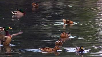 Flock of Mallard Ducks Waterfowl Floating on the Lake video