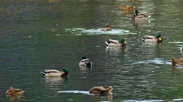 gregge di mallardo anatre uccelli acquatici galleggiante su il lago video