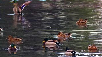 gregge di mallardo anatre uccelli acquatici galleggiante su il lago video