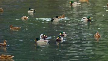 gregge di mallardo anatre uccelli acquatici galleggiante su il lago video
