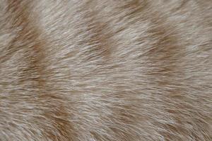 Orange tabby cat skin for background. The hair of a kitten. Longhair cat. Red fluffy cat. hair texture background. photo