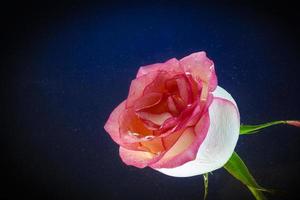 Single pink rosewith water droplets  isolated on black background. Beautiful rose in dtudio shot photo