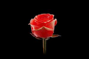 Single pink rosewith water droplets  isolated on black background. Beautiful rose in dtudio shot photo