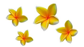 Frangipani flowers are yellow with a clean white background photo