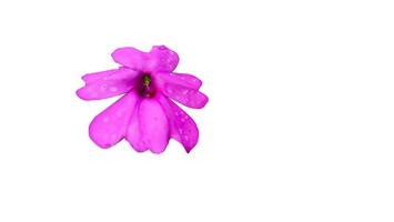 Geranium flower, a natural herbal plant, pink in color with a white background photo