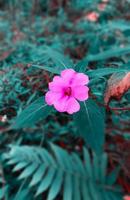 flor de geranio, una planta de hierbas naturales, de color rosa con un fondo borroso de hojas verdes foto