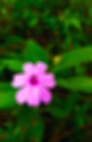 Geranium flower, a natural herbal plant, pink in color with a blurred background of green leaves photo