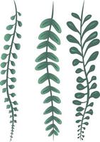 Vine Plants String of Pearls Succulents Drawing Vector