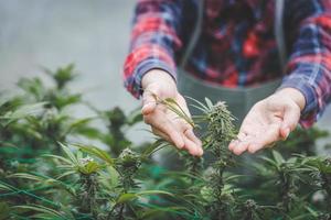 agricultor revisando plantas de cáñamo en el campo durante un día soleado de verano, concepto de agricultura y medicina herbaria, agricultores de marihuana, flores de cáñamo. foto