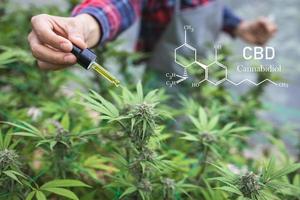 doctor is researching hemp oil. Cannabis Herb Research, Medical marijuana, CBD hemp oil research. photo