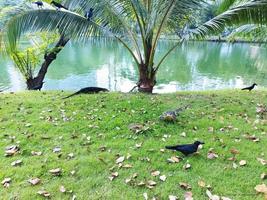 The Asian water monitor and jungle crow at Lumphini Park. photo