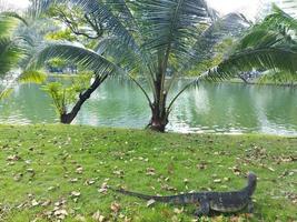 The Asian water monitor, Varanus salvator. photo