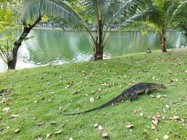 The Asian water monitor, Varanus salvator. photo