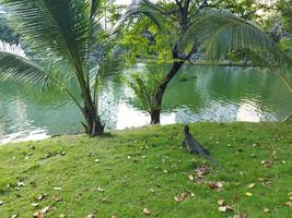 The Asian water monitor, Varanus salvator. photo