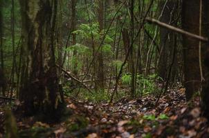 bosque oscuro bajo la lluvia. una tormenta en el bosque foto