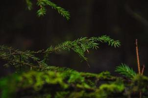 spruce tree branches in a dark forest with raindrops photo