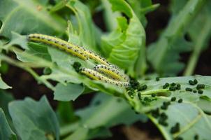 caterpillars have planted cabbage leaves in the garden photo