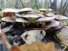 mushrooms on a tree in the forest, forest nature photo