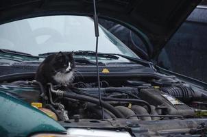 the cat sits under the open hood of the car photo