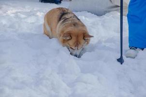 the dog lowered its head into the snow. Welsh Corgi dog searches in the snow photo