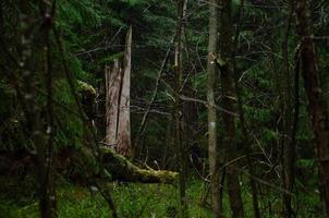 dark forest in the rain. a storm in the forest photo