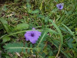 Mandevilla Sanderi the purple trumpet flower photo