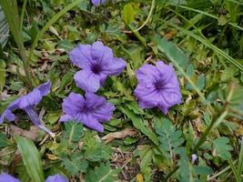 Mandevilla Sanderi the purple trumpet flower photo