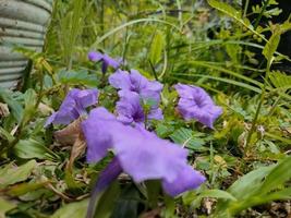 mandevilla sanderi la flor de trompeta morada foto