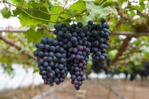 bunch of black grapes, seedless grapes hanging from the shed ready to be harvested. soft and selective focus. photo