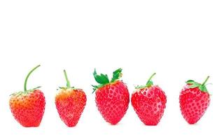 Red strawberries in a row on a white background. soft and selective focus. photo