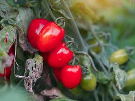 las plantas de tomate producen frutos maduros de color rojo brillante y frutos verdes inmaduros con tallos y hojas verdes. enfoque suave y selectivo.