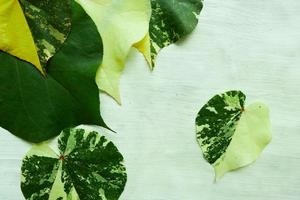 hibiscus tiliaceus leaf or waru varigata isolated on white background photo