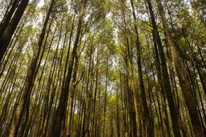 low angle shot of of a tranquil pine forest in yogyakarta. hutan pinus photo